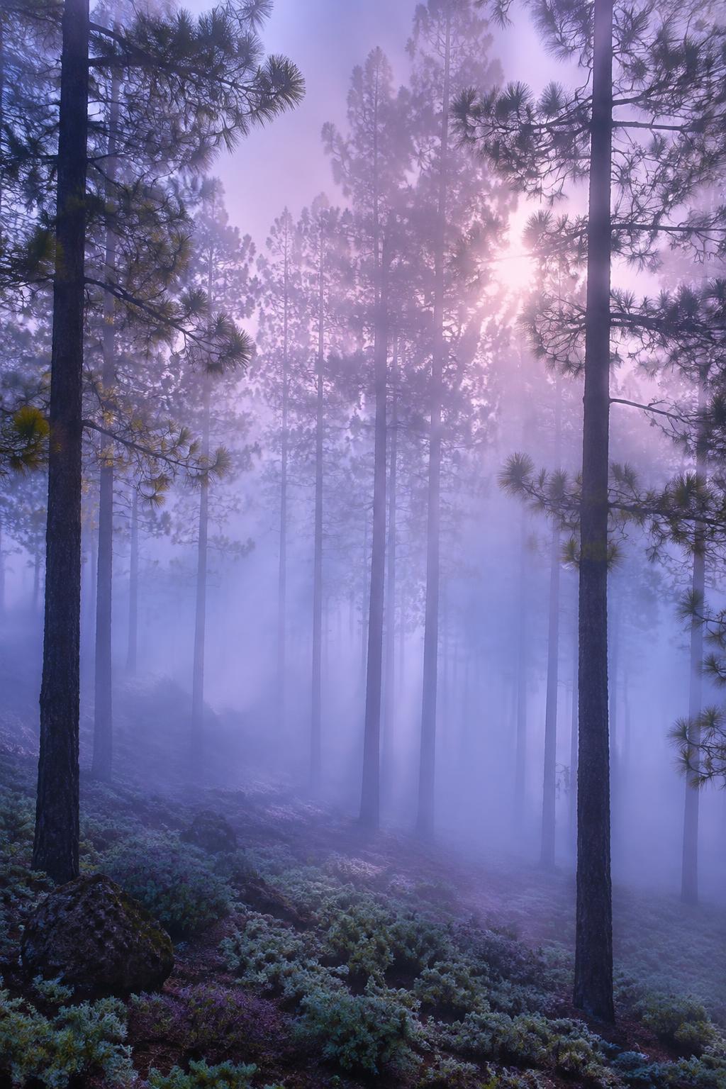 Pinar canario entre la niebla y una luz malva al amanecer