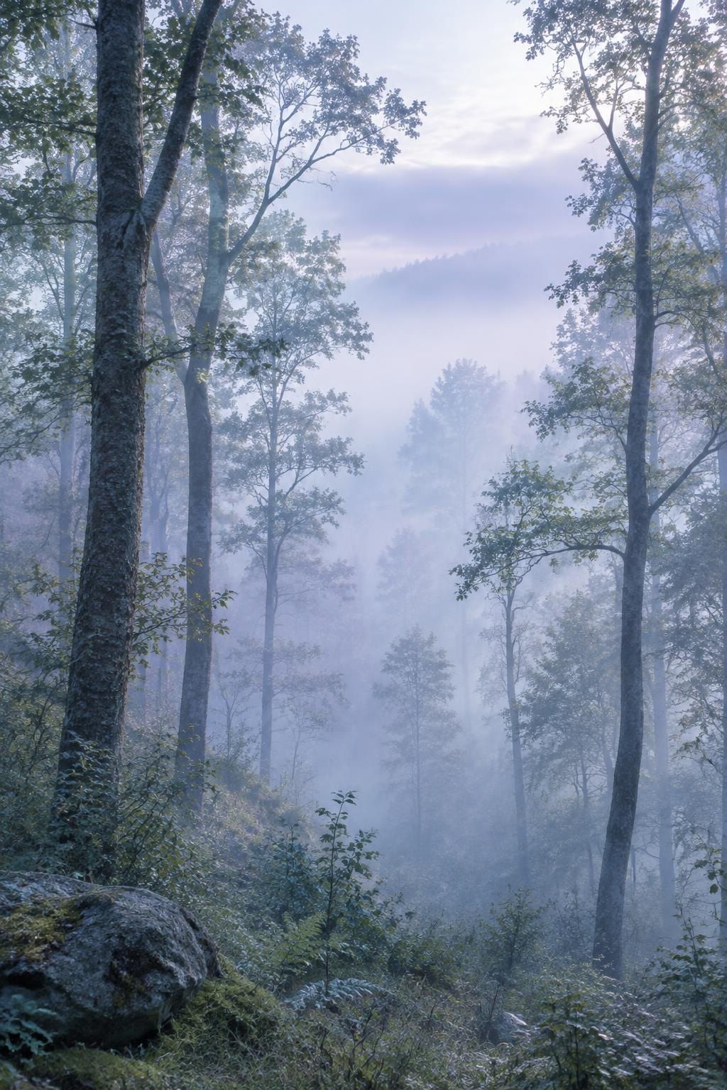Bosque entre niebla azul lavanda